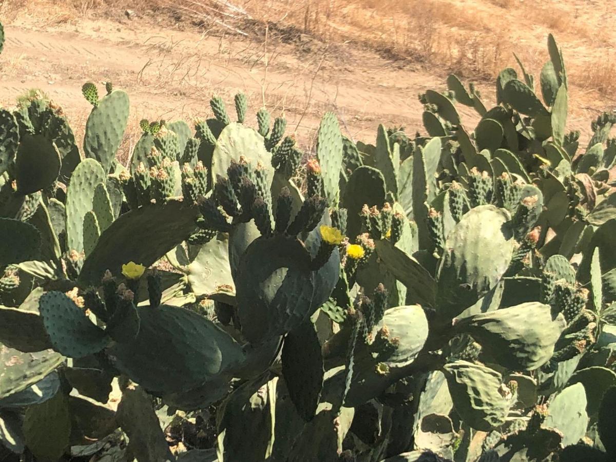 Masseria Baglio Perciata Camporeale Eksteriør bilde